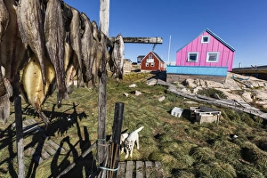 Ilulissat Prints: Fish drying on racks in the town of Ilulissat, Greenland, Polar Regions