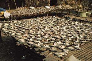 Fishes Prints: Fish drying in the sun, The Gambia, West Africa, Africa