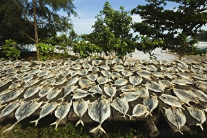 Preparation Prints: Fish drying in the sun at this south coast fishing bay and resort