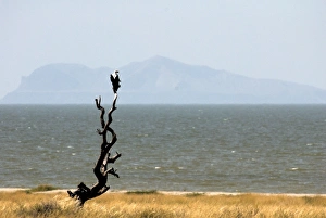 Fish eagle