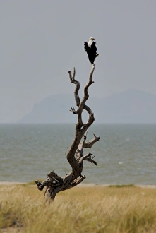 Eagle Prints: Fish eagle