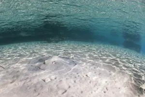 Fishes Prints: Fish eye view with honeycomb stingray (Himantura uarnak)