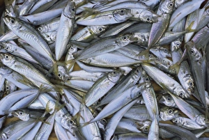Fish in fish market