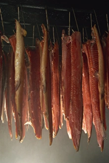 Hanging Prints: Fish inside the smokehouse furnaces, Scotland, United Kingdom, Europe