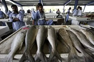 Images Dated 21st February 2008: Fish market in Deira, Dubai, United Arab Emirates, Middle East