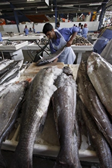 Images Dated 21st February 2008: Fish market in Deira, Dubai, United Arab Emirates, Middle East