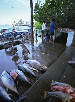 Ecuadorian Prints: Fish market, St. Jamess Island, Galapagos Islands, Ecuador, South America