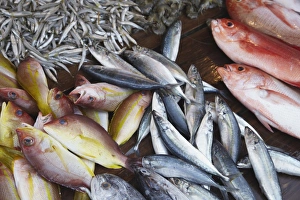 Weligama Prints: Fish at market, Weligama, Southern Province, Sri Lanka, Asia