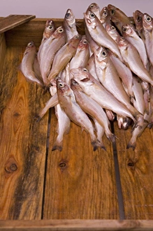 Images Dated 26th June 2007: Fish for sale