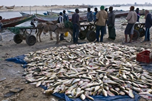 Fish for sale laid out on the ground at the fish market, Nouadhibou, Mauritania, Africa