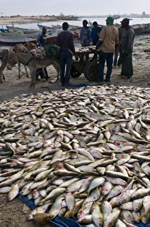 Sea Food Prints: Fish for sale laid out on the ground at the fish market, Nouadhibou, Mauritania, Africa