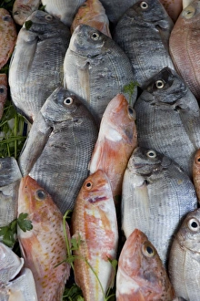 Sea Food Prints: Fish for sale in the souk