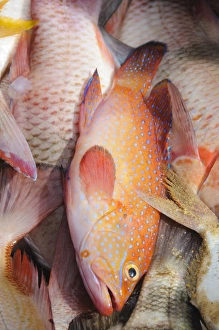 Images Dated 2nd January 2009: Fish, Saly, Senegal, West Africa, Africa