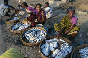 Trays Prints: Fish sellers, Port Blair, Andaman Islands, India, Asia