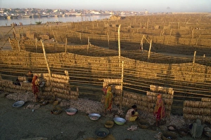 Gujarat Prints: Fish used for Bombay duck drying in the sun, Gujarat state, India, Asia