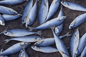 Catches Prints: Fish on wire mesh awaiting drying