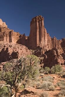 Images Dated 19th October 2009: Fisher Towers with Utah Juniper tree (Juniperus osteosperma) in foreground