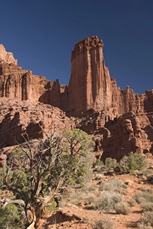 Images Dated 19th October 2009: Fisher Towers with Utah Juniper tree (Juniperus osteosperma) in foreground