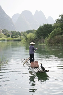 Cormorant Prints: Fisherman with cormorants, Yangshuo, Li River, Guangxi Province, China, Asia