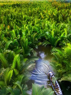Fisherman fishing in the middle of nipa palm forest, Quang Ngai, Vietnam, Indochina