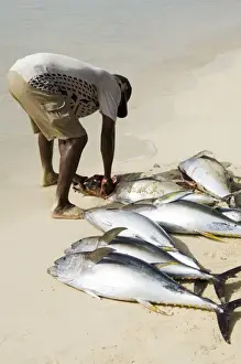 Santa Maria Prints: Fisherman gutting catch on beach at Santa Maria on the island of Sal (Salt)