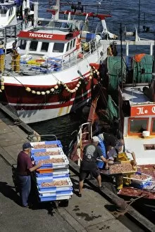 Fis hermen unloading their catch, Guilvinec, Finis tere, Brittany, France, Europe