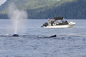 Whales Prints: Fishermen watching humpback whales in Quatsino Sound