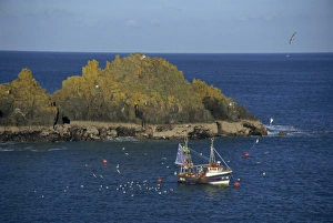 Head Land Prints: Fishing boat off the Constantine Headland, Cornwall, England, United Kingdom, Europe