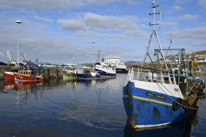 Highlands Prints: Fishing boats in the harbour, Mallaig, Highlands, Scotland, United Kingdom, Europe