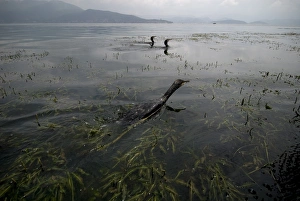 Cormorant Prints: Fishing cormorants, Erhai lake, Dali, Yunnan, China, Asia