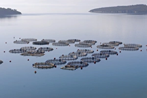 Images Dated 1st November 2007: Fishing farm near Galaxidi, Greece, Europe