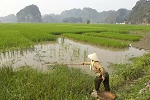 Fishing in the rice fields, Tam Coc, Ninh Binh area, Vietnam, Indochina, Southeast Asia, Asia