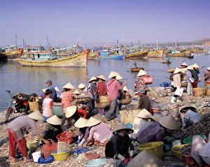 Mui Ne Prints: Fishing village people collecting the morning catch