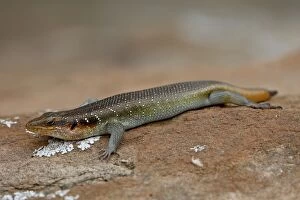 Five-lined Mabuya (Rainbow Skink) (Trachylepis quinquetaeniata) (Mabuya quinquetaeniata margaritifer)