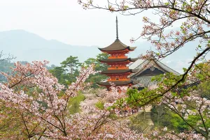 Blooms Prints: Five-Tiered Pagoda surrounded by cherry blossoms, Miyajima island, off Hiroshima, Japan