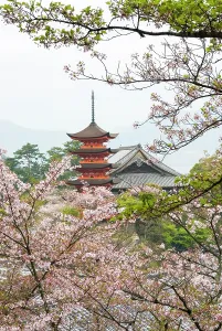 Petals Prints: Five-Tiered Pagoda surrounded by cherry blossoms, Miyajima island, off Hiroshima, Japan