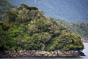 Fjord and forest, Thomson Sound, South Island, New Zealand, Pacific