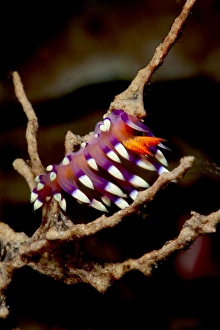 Nudibranch Prints: Flabellina exoptata nudibranch, Sulawesi, Indonesia, Southeast Asia, Asia