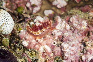Nudibranch Prints: Flabellina rubrolineata nudibranch, Sulawesi, Indonesia, Southeast Asia, Asia