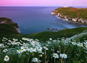 Images Dated 8th August 2008: Flamborough Head, Yorkshire, England, United Kingdom, Europe