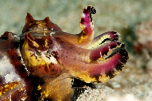 Images Dated 25th May 2008: Flamboyant cuttlefish (Metasepia pfefferi), Sulawesi, Indonesia, Southeast Asia, Asia