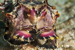 Images Dated 25th May 2008: Flamboyant cuttlefish (Metasepia pfefferi), Sulawesi, Indonesia, Southeast Asia, Asia
