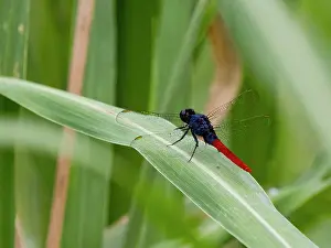 Entomology Prints: Flame-tailed pondhawk, Arythemis peruviana