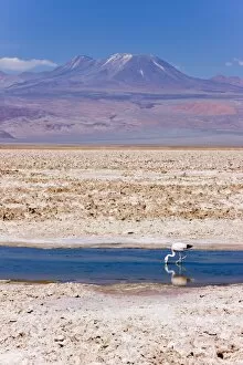 Images Dated 22nd March 2008: Flamingo breeding site, Laguna Chaxa, Salar de Atacama, Atacama Desert