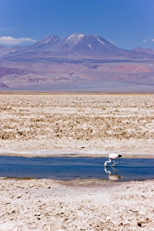 Images Dated 22nd March 2008: Flamingo breeding site, Laguna Chaxa, Salar de Atacama, Atacama Desert
