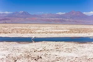 Images Dated 22nd March 2008: Flamingo breeding site, Laguna Chaxa, Salar de Atacama, Atacama Desert
