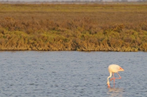 Images Dated 16th September 2008: Flamingo, Camargue, France, Europe