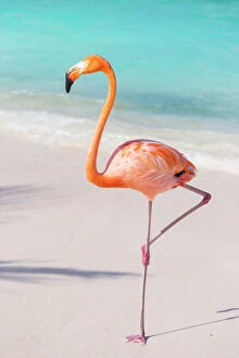 Animals: Flamingo on Flamingo beach, Renaissance Island, Oranjestad, Aruba, Lesser Antilles