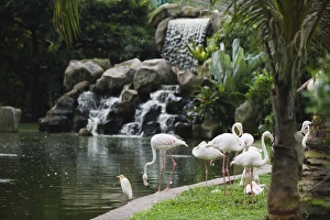 Flamingo Prints: Flamingo, KL Bird Park, Kuala Lumpur, Malaysia, Southeast Asia, Asia