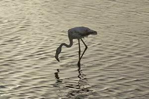 Rippled Gallery: Flamingo in the water, Walvis Bay, Namibia, Africa